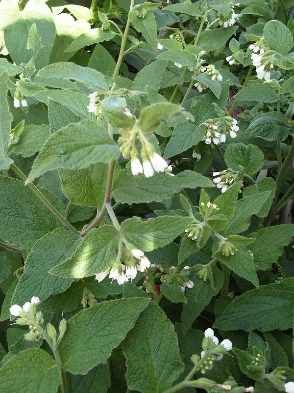 Consoude — Symphytum officinale