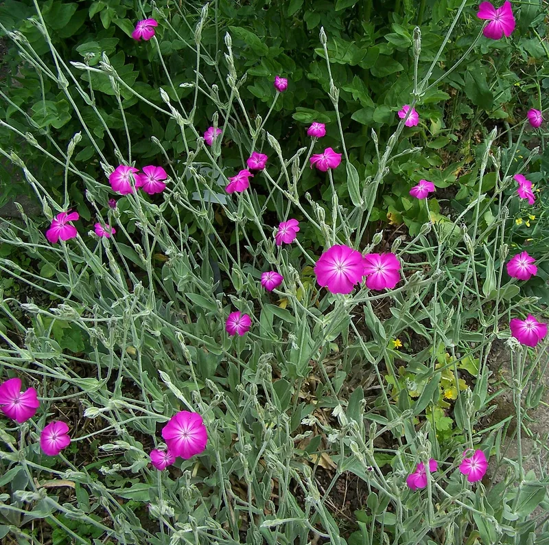 Coquelourde — Lychnis coronaria
