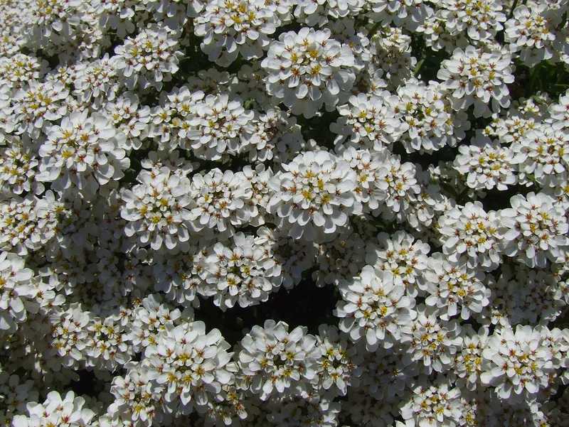 Corbeille d'argent — Iberis sempervirens