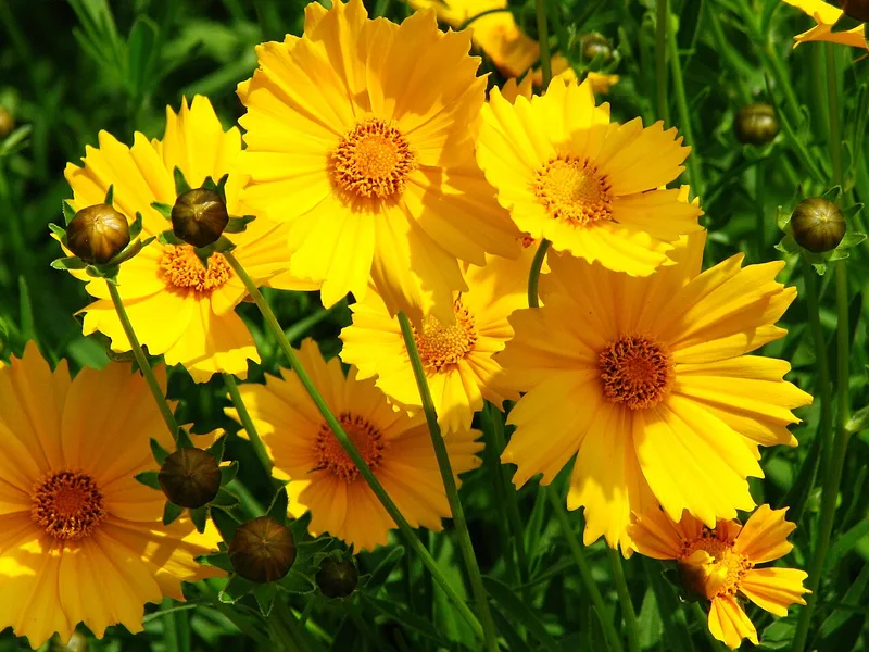 Coréopsis — Coreopsis grandiflora