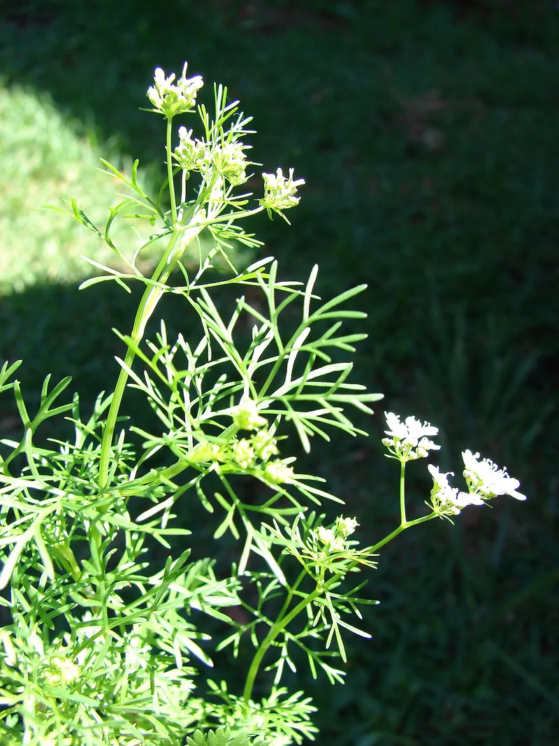 Coriandre — Coriandrum sativum