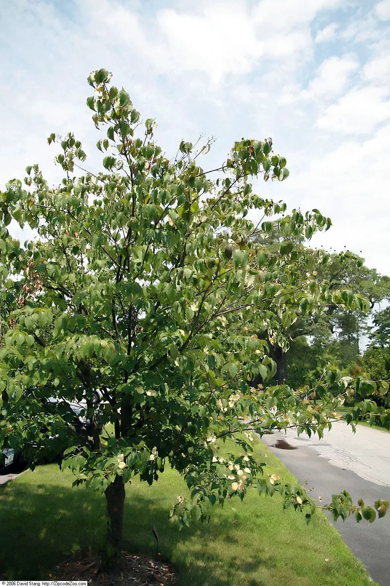 Cornouiller à fleurs — Cornus kousa