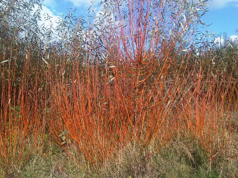 Cornouiller blanc — Cornus alba