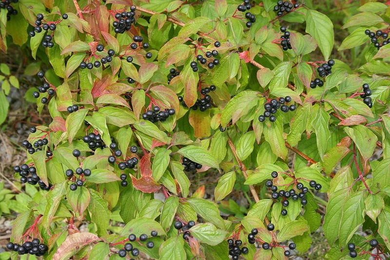 Cornouiller sanguin — Cornus sanguinea
