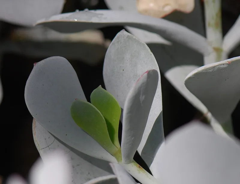 Cotylédon oreille d'ours — Cotyledon orbiculata