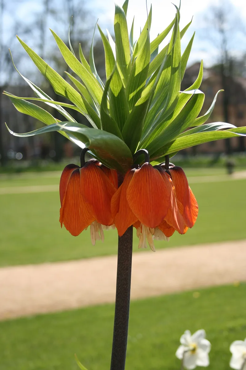 Couronne impériale — Fritillaria imperialis