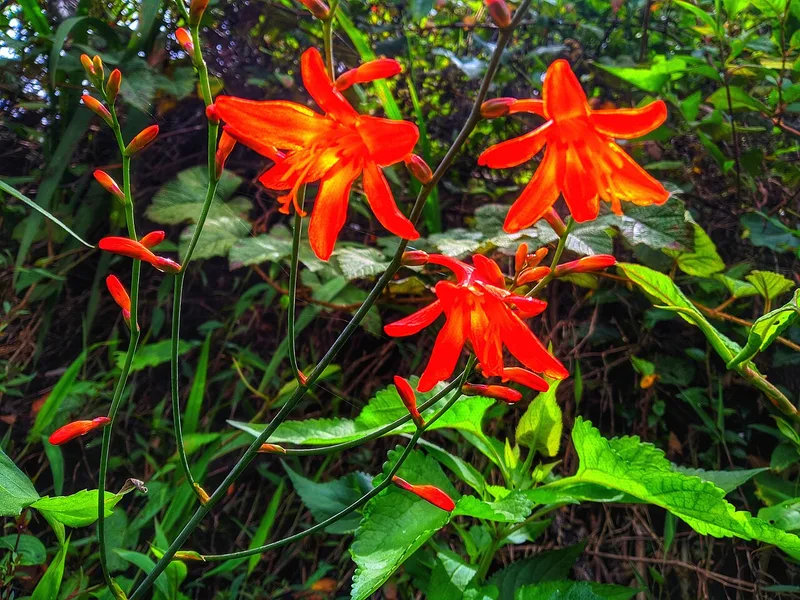Crocosmia — Crocosmia crocosmiiflora