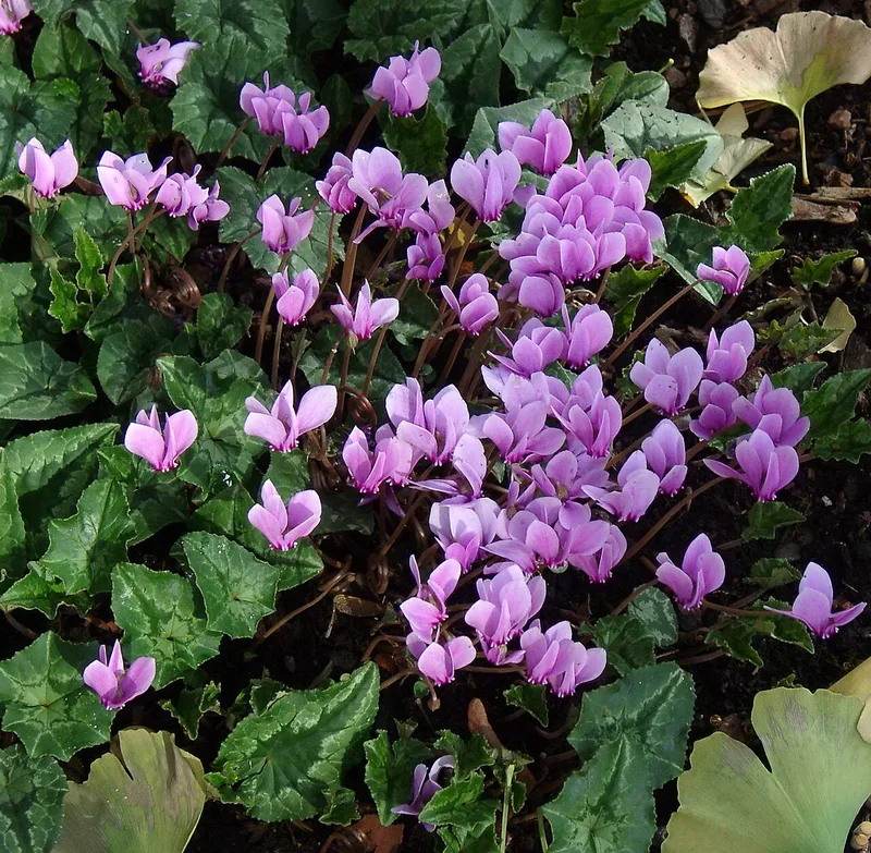 Cyclamen de Naples — Cyclamen hederifolium
