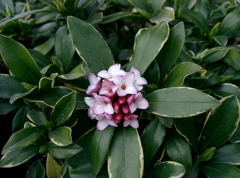 Daphné odorant — Daphne odora