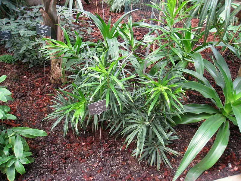 Dracaena reflexa — Dracaena reflexa