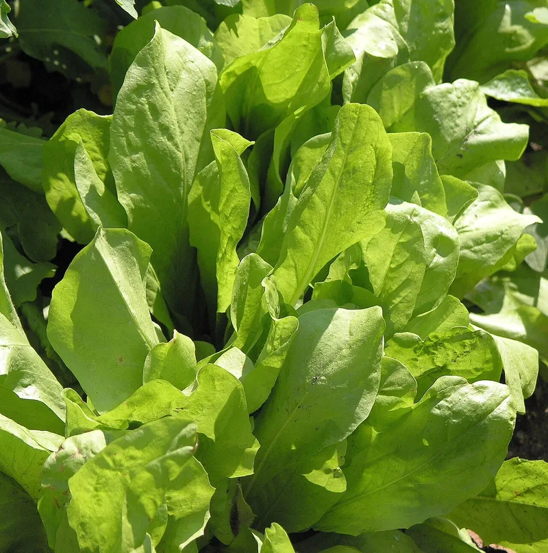 Endive (Cichorium intybus var. foliosum)