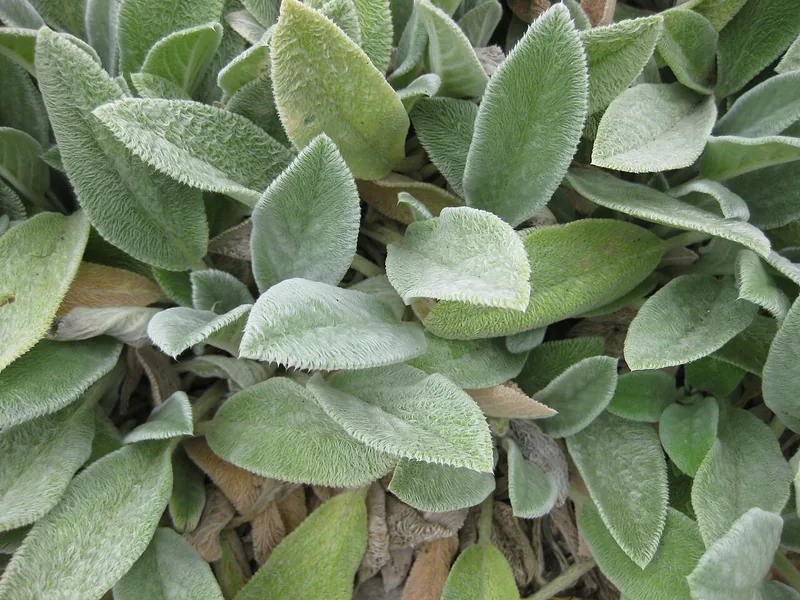Épiaire laineux — Stachys byzantina
