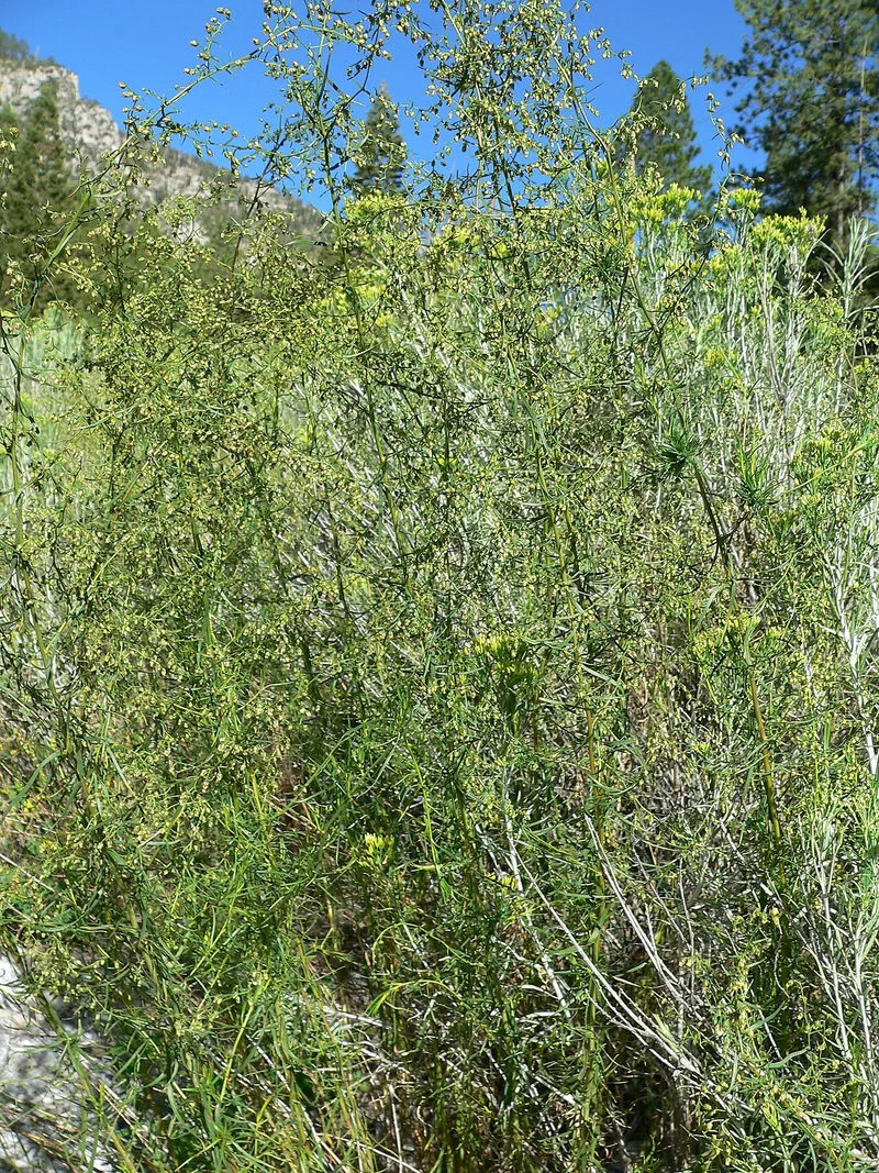 Estragon — Artemisia dracunculus