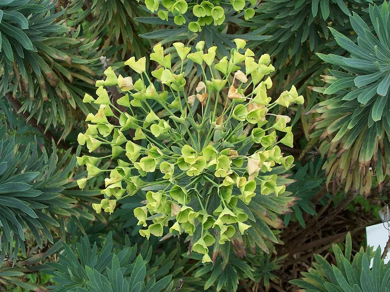 Euphorbe des vallons — Euphorbia characias