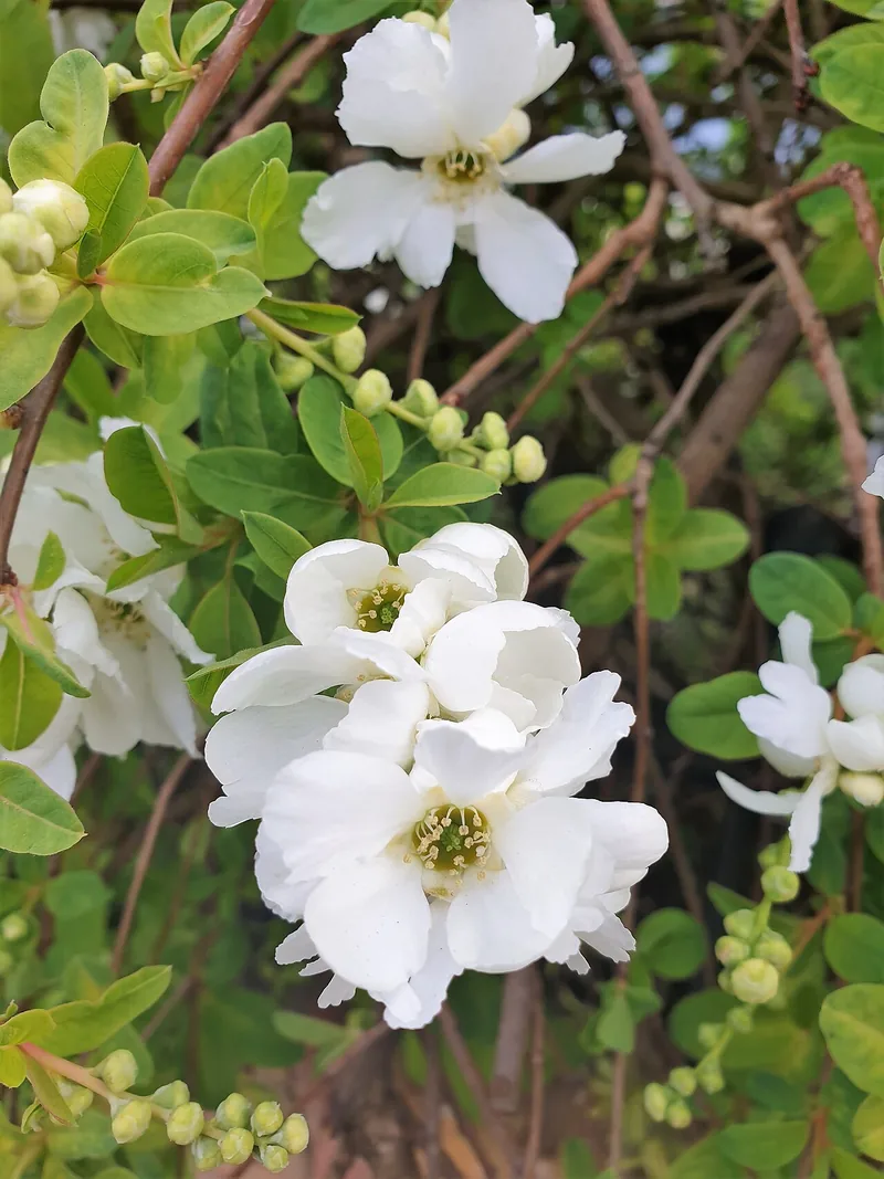 Arbre aux perles — Exochorda x macrantha