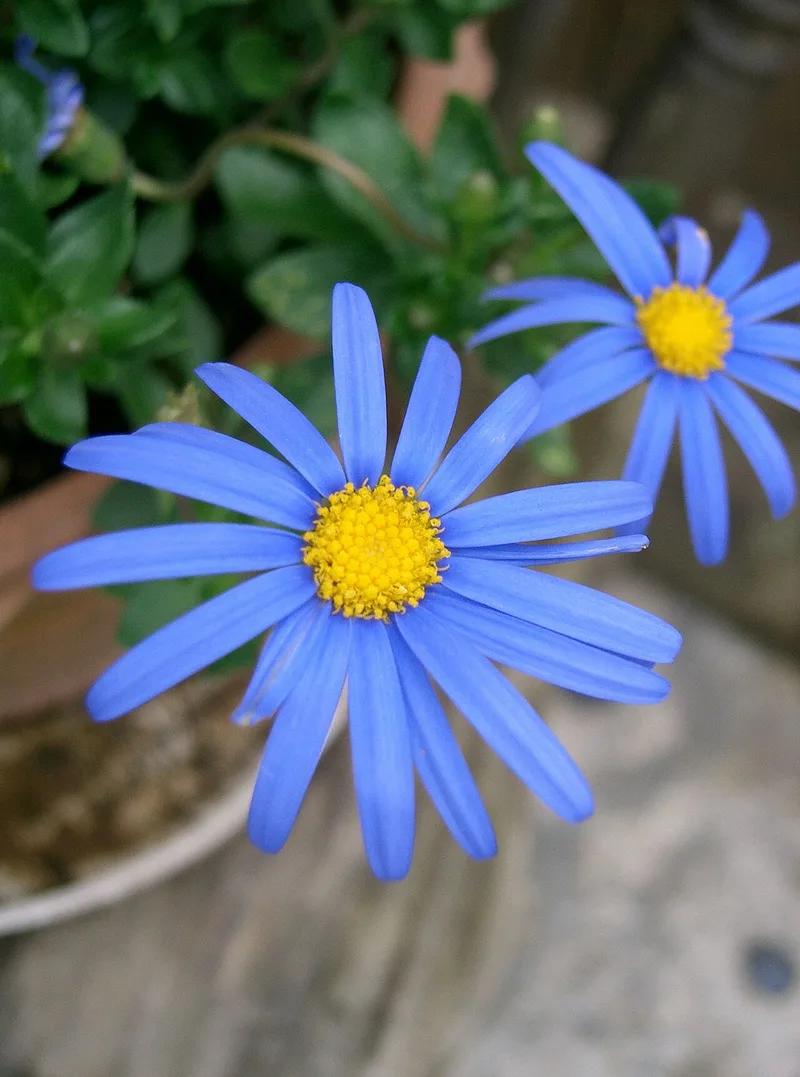 Marguerite bleue — Felicia amelloides