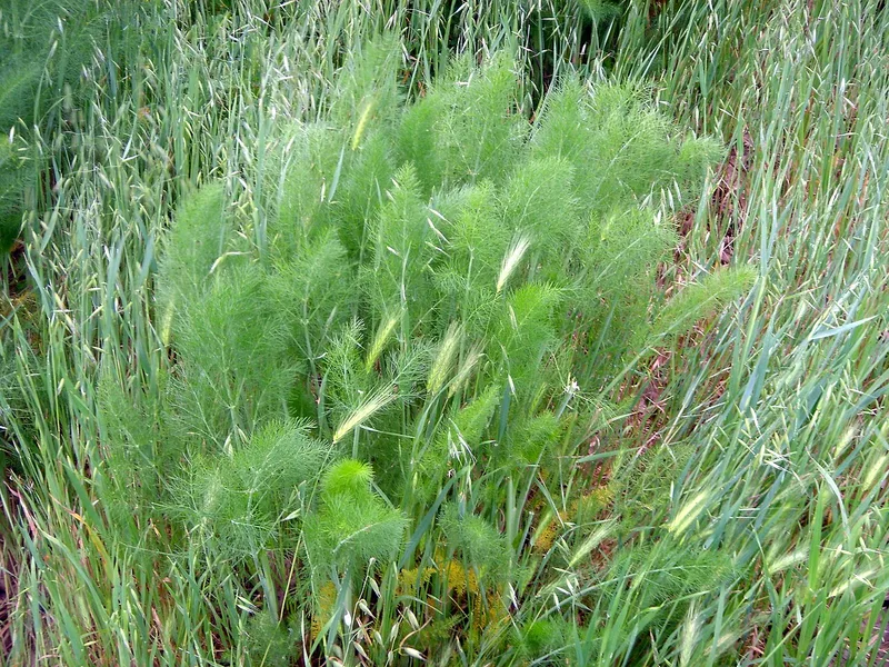 Fenouil bulbeux — Foeniculum vulgare var. azoricum