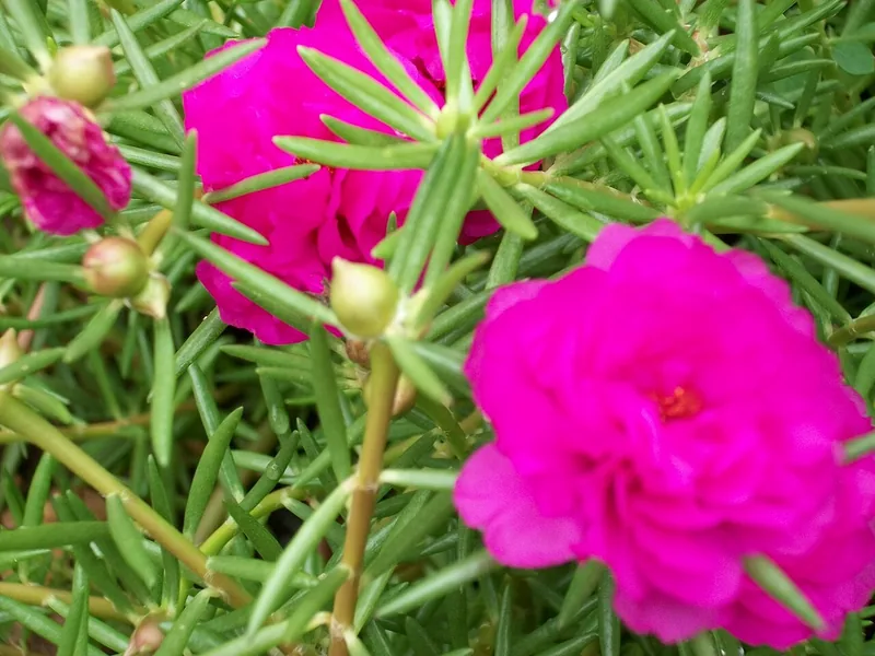 Ficoïde — Portulaca grandiflora