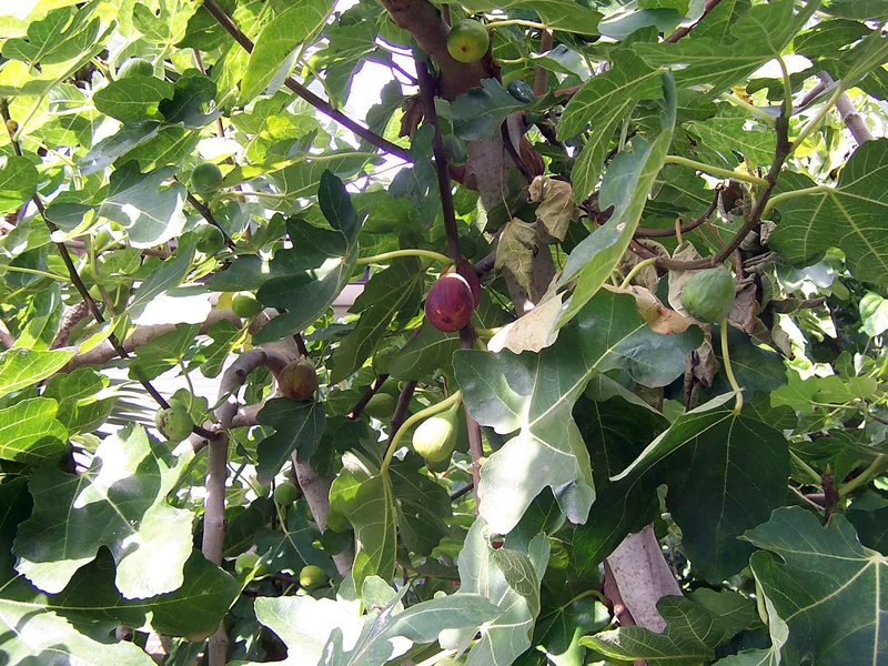 Figuier — Ficus carica