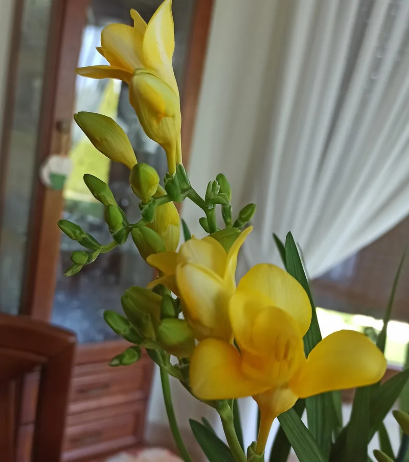 Freesia — Freesia hybrida