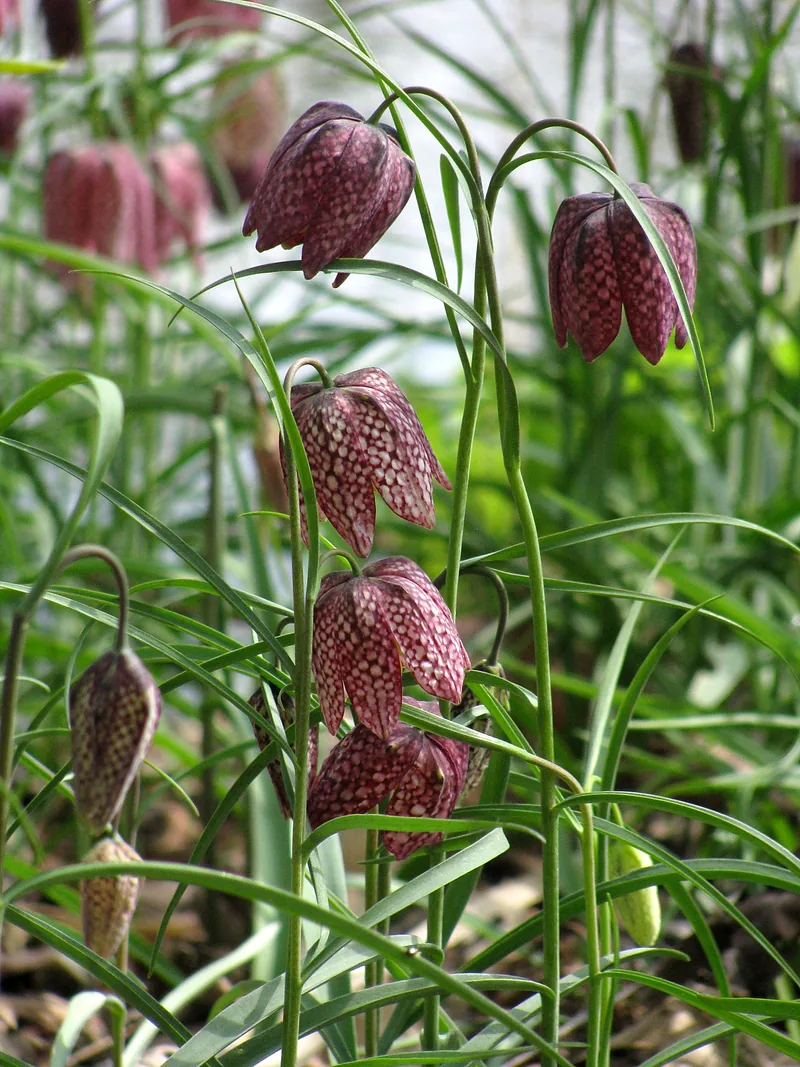 Fritillaire pintade — Fritillaria meleagris