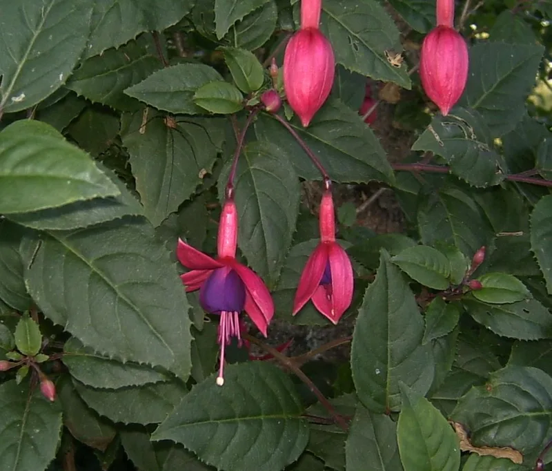 Fuchsia — Fuchsia × hybrida
