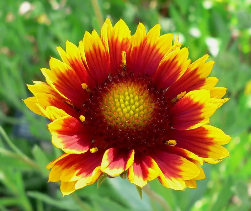 Gaillarde — Gaillardia × grandiflora