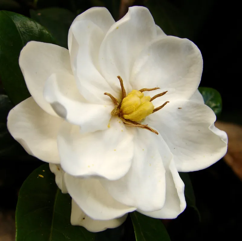 Gardénia — Gardenia jasminoides