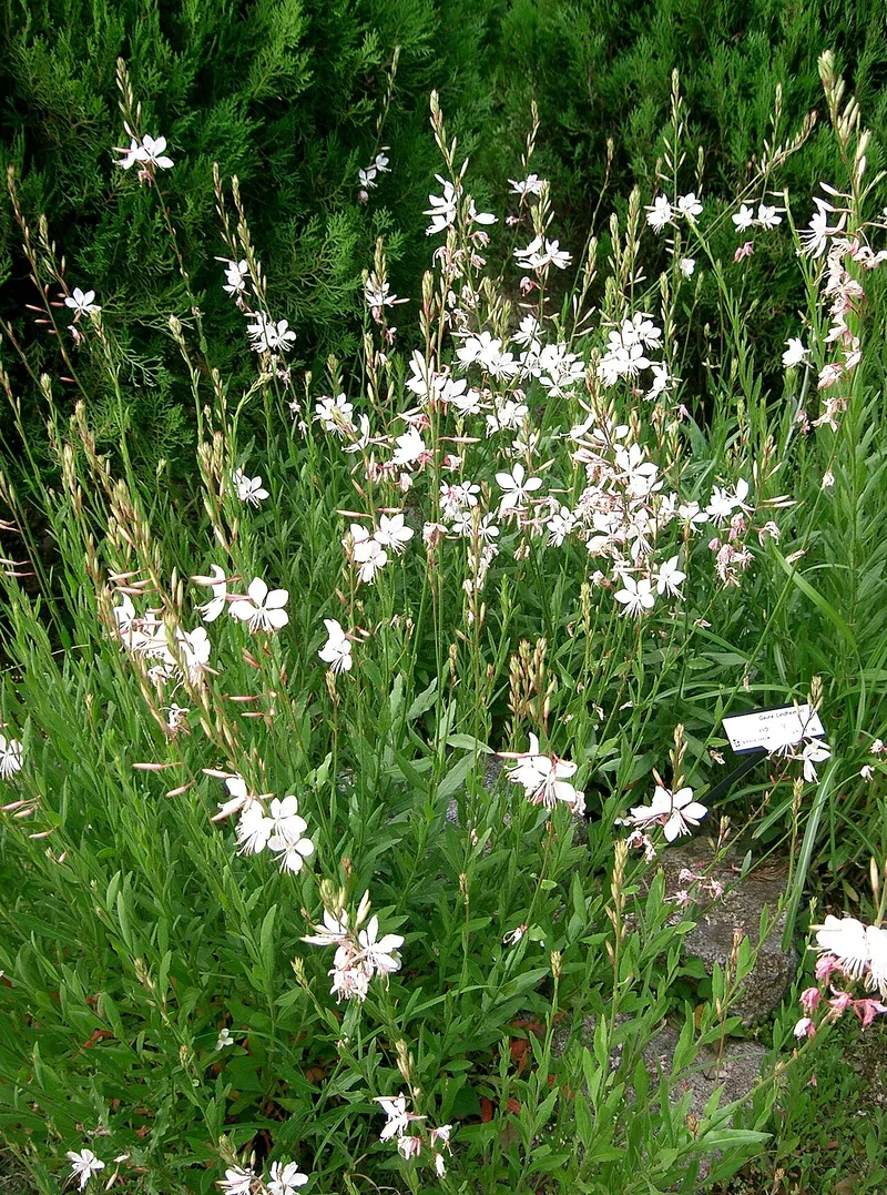Gaura — Oenothera lindheimeri