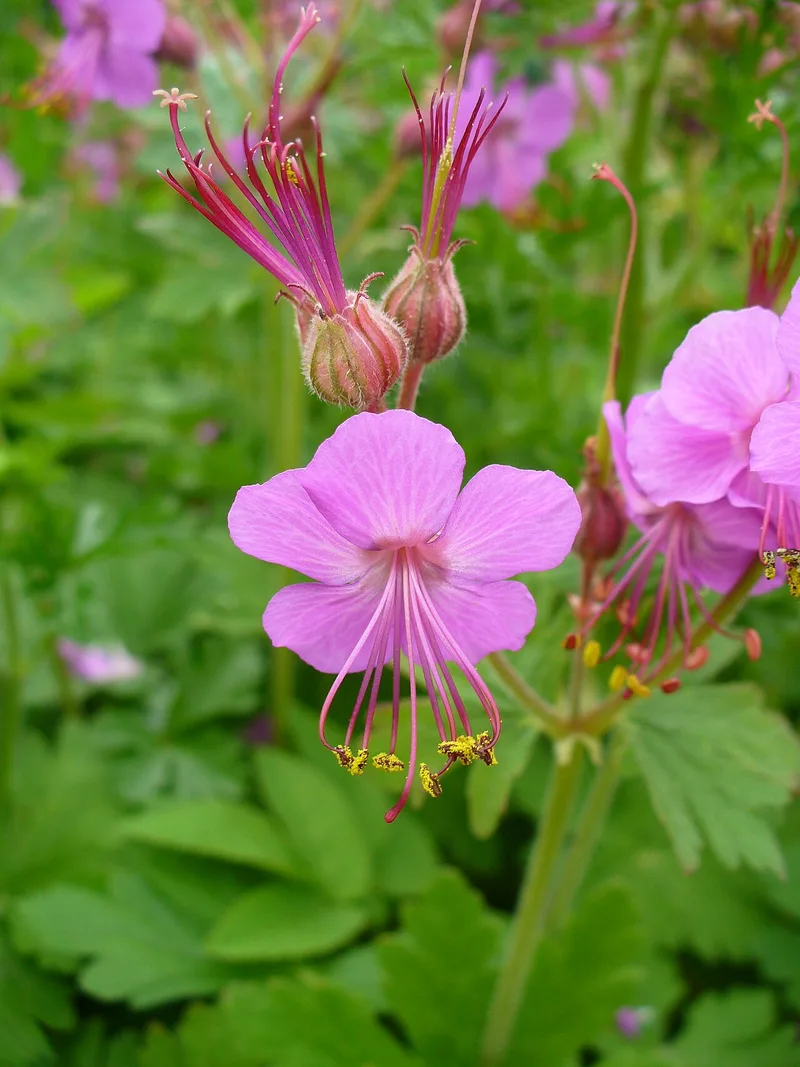Géranium vivace — Geranium macrorrhizum
