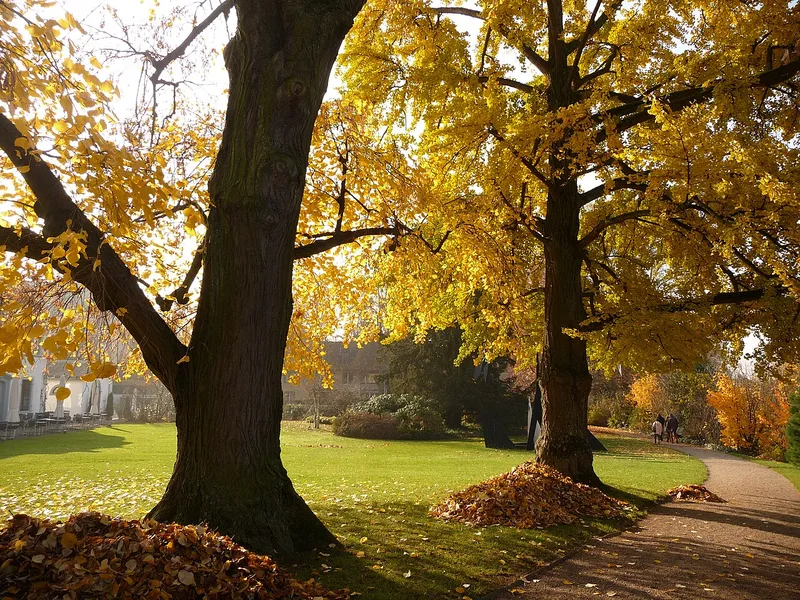 Ginkgo — Ginkgo biloba