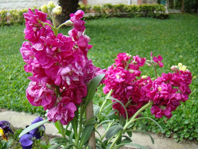Giroflée quarantaine — Matthiola incana