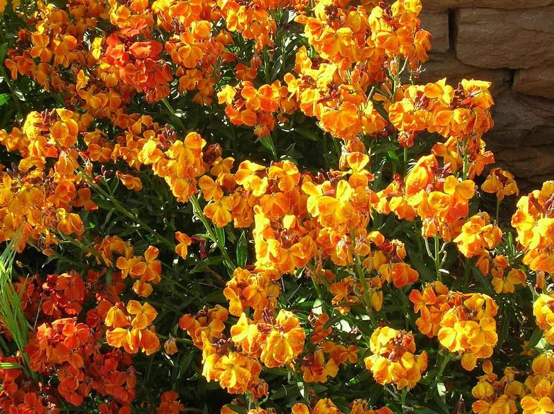 Giroflée ravenelle — Erysimum cheiri