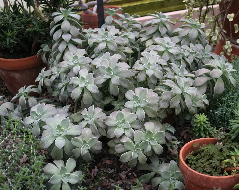 Plante fantôme — Graptopetalum paraguayense