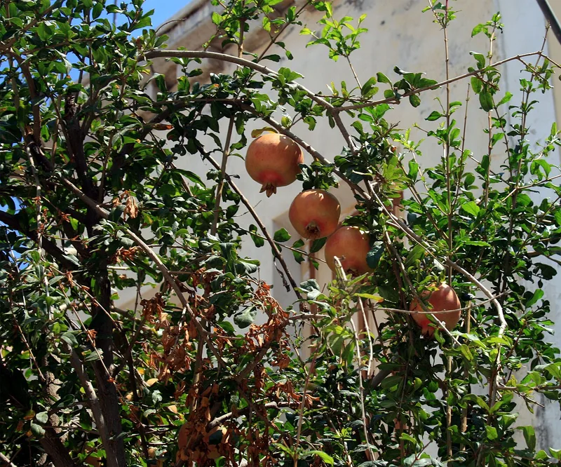 Grenadier (Punica granatum)