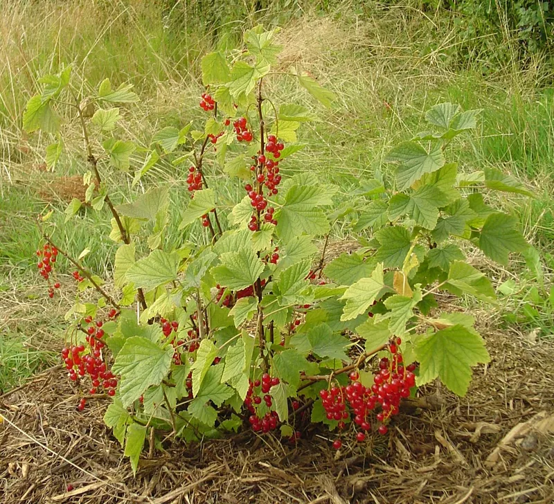 Groseille — Ribes rubrum