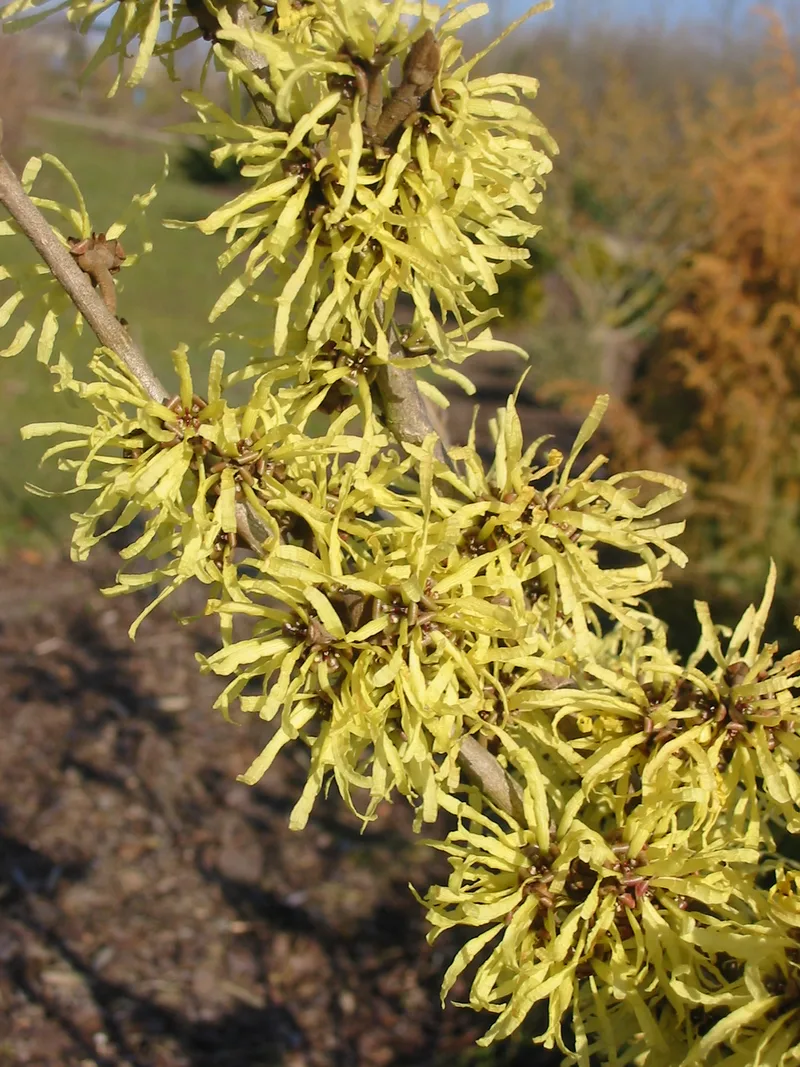 Hamamélis — Hamamelis intermedia