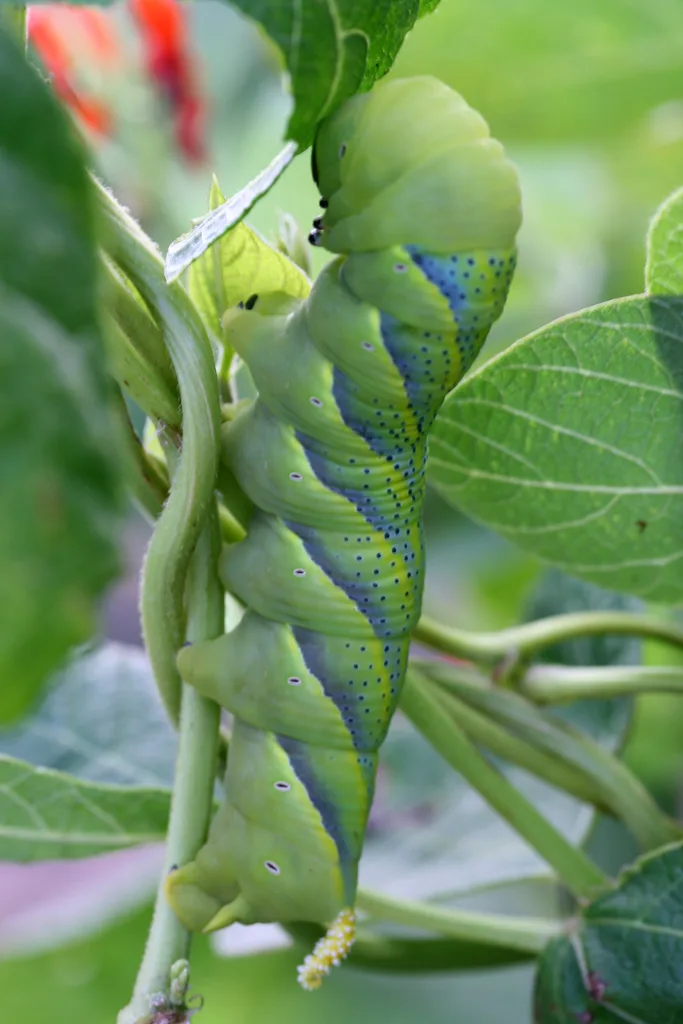Haricot d'Espagne — Phaseolus coccineus