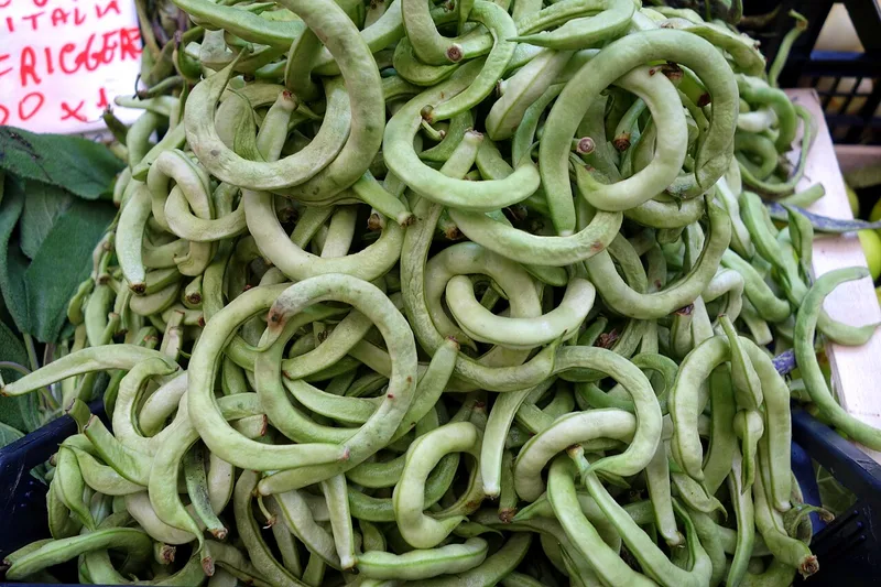 Haricot sec — Phaseolus vulgaris