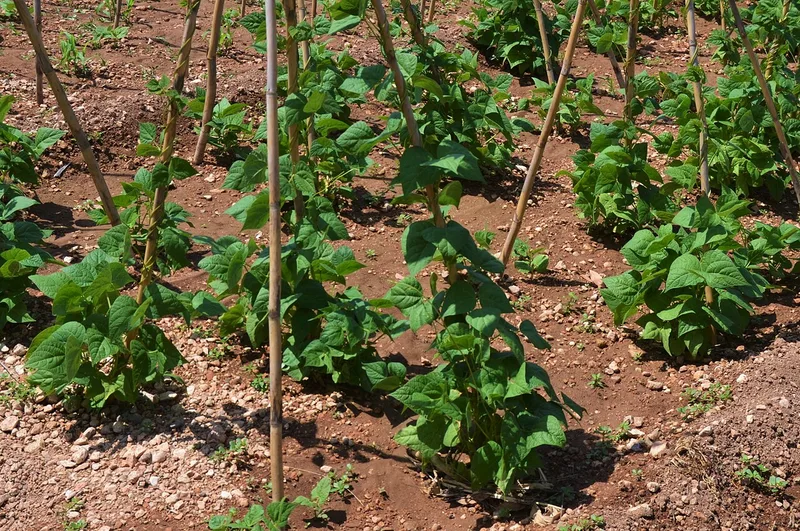 Haricot vert — Phaseolus vulgaris