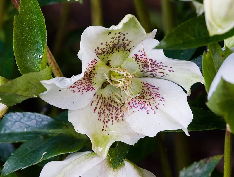 Hellébore — Helleborus orientalis