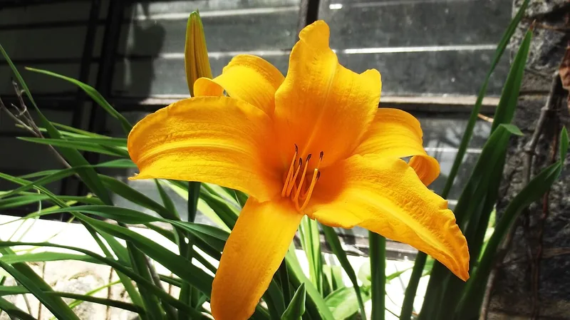 Hémérocalle — Hemerocallis