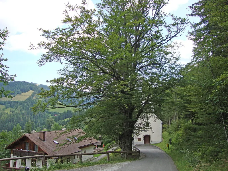 Hêtre — Fagus sylvatica