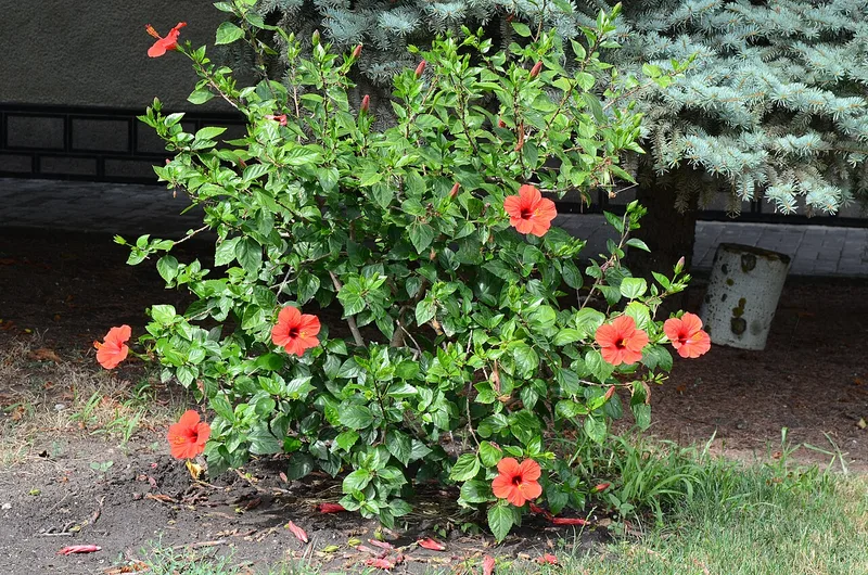 Hibiscus tropical — Hibiscus rosa-sinensis