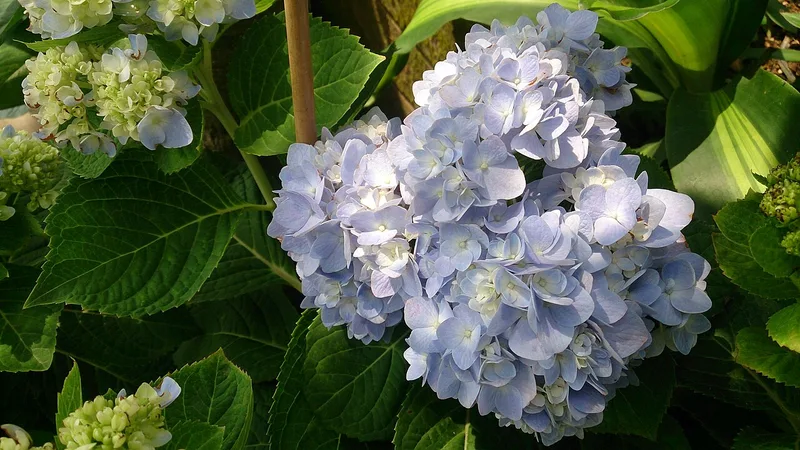 Hortensia — Hydrangea macrophylla