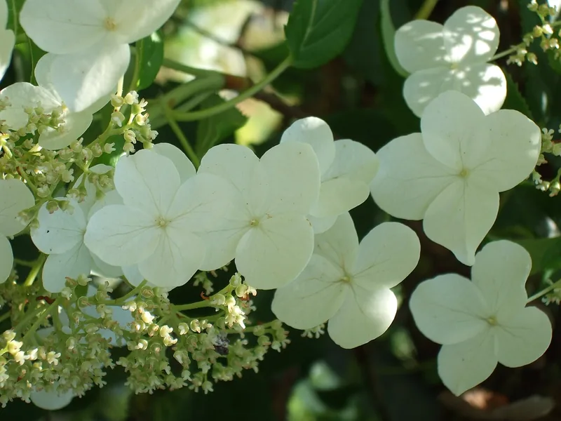 Hortensia grimpant — Hydrangea anomala petiolaris