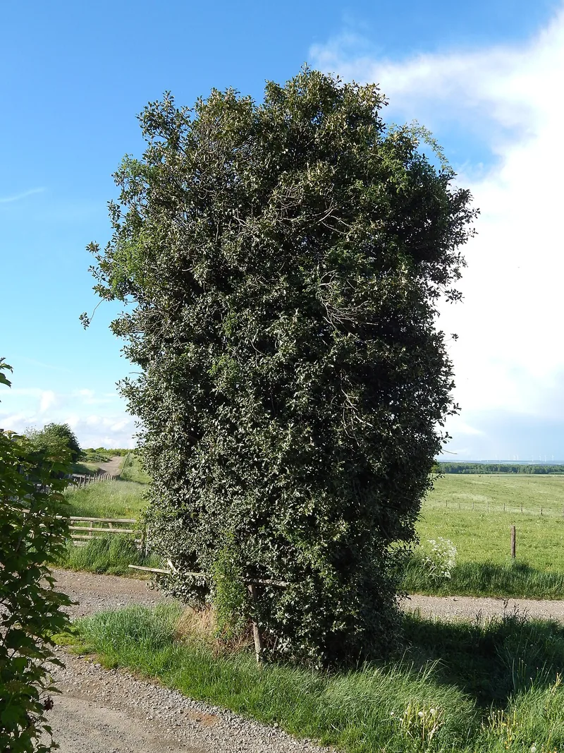 Houx — Ilex aquifolium