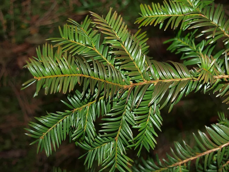 If — Taxus baccata