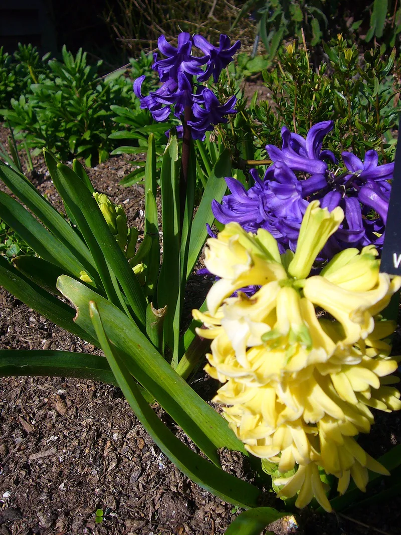 Jacinthe — Hyacinthus orientalis