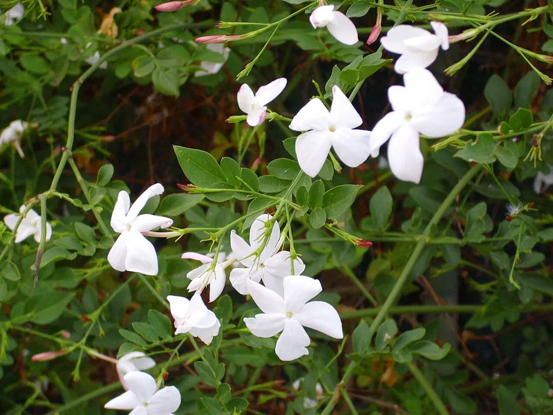 Jasmin officinal — Jasminum officinale